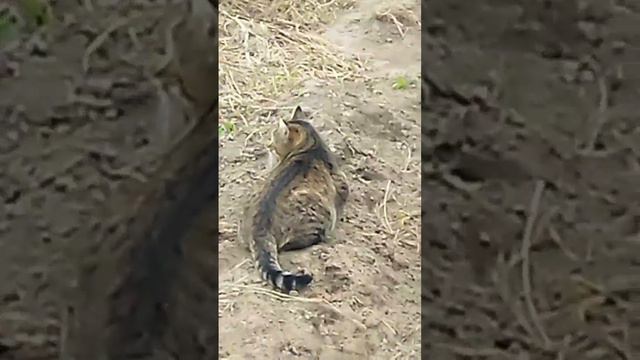 Вечерняя прогулка