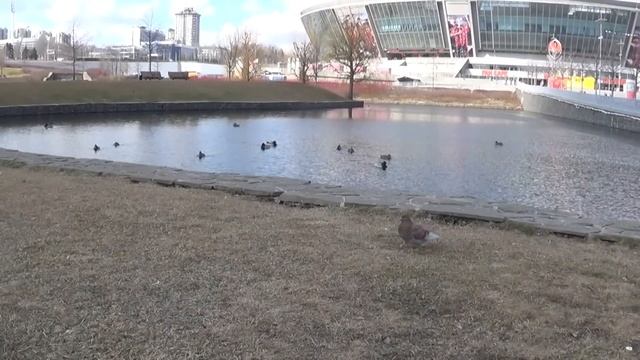 Донецк. Стадион Донбасс Арена смотреть онлайн