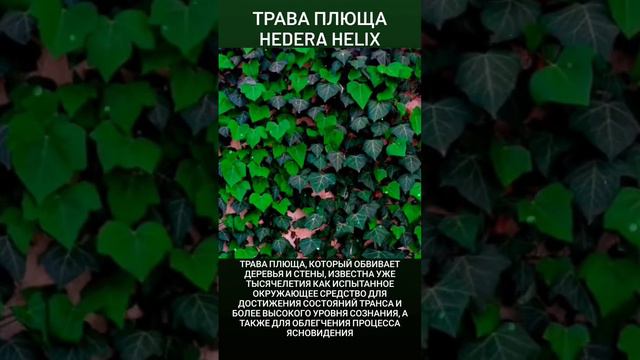 МАГИЯ ТРАВ - ТРАВА ПЛЮЩА (Hedera helix)