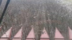 Уборка подсолнечника Анюта