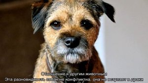 Бордер-терьер: описание породы и характер