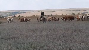 КОРОВЫ ПЕРЕГОН СТАДА