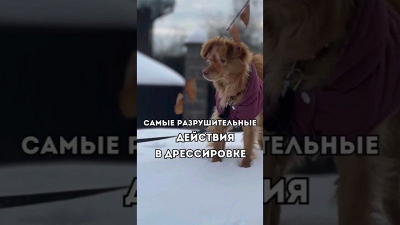 Самые РАЗРУШИТЕЛЬНЫЕ действия в дрессировке#кинолог #дрессировка
