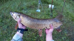 БЕШЕНЫЙ КЛЁВ ЩУКИ! Троллинг For pike!