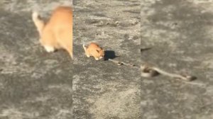 кот против змеи