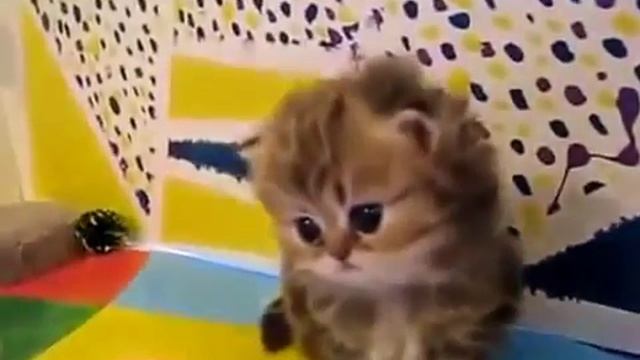 10 Прикольные кошки   КоЛОБКИ а не Котята  Одна шерсть и в с е! смотреть онлайн
