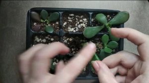 04.03.2020. Денежное дерево. Крассула Хоббит. Повторное укоренение.