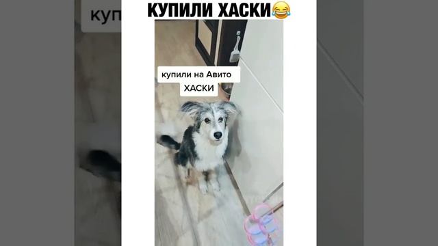 Купили Хаски на авито