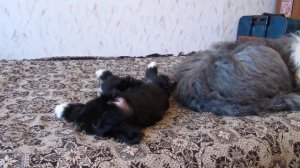 тибетский терьер