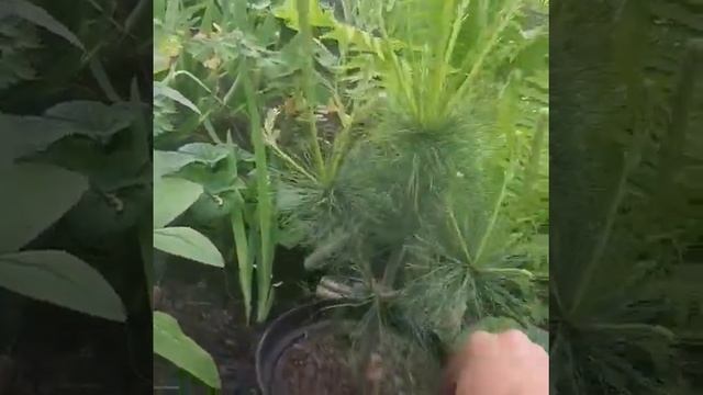 Посадка баклажанов , томатов и веймутовой сосны смотреть онлайн