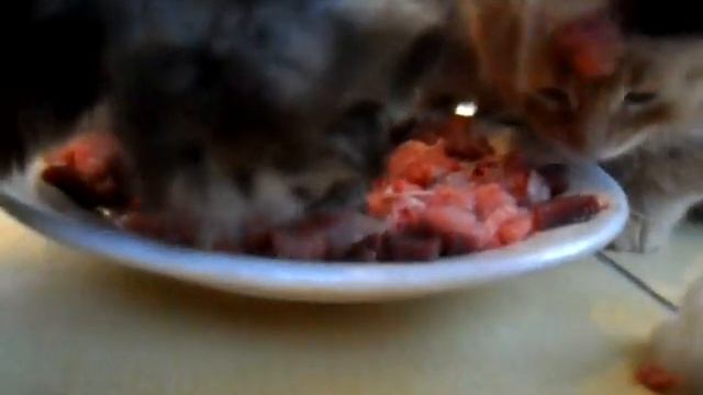 Ничего на свете лучше нету ( про "кунину кашку" ) смотреть онлайн