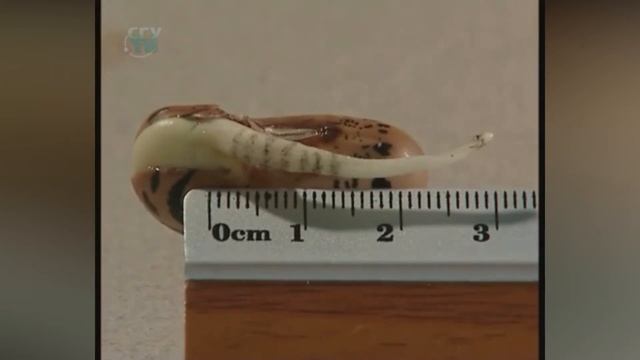 Определение зоны роста корня Опыт