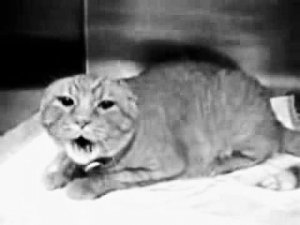 Mad cat Burger and Fries