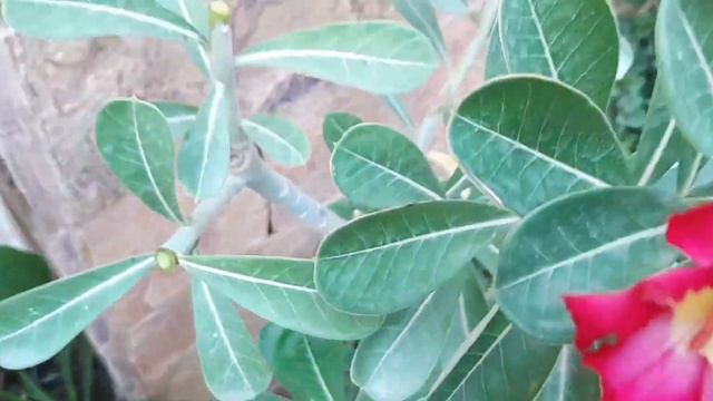 Desert Rose (Adenium Obesum) Plant #Care and #Growing Guide |Outdoor Flowering #bonsai #smalltree