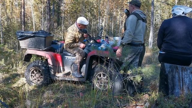 СИБИРЬ. ЗА КЛЮКВОЙ НА БОЛОТО.ГРЕБЁМ ЯГОДУ ВЁДРАМИ. смотреть онлайн