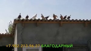 Благодарненские голуби в г.Благодарный!