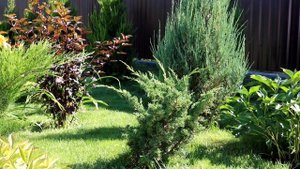 ПОДКАРМЛИВАТЬ МОЖЖЕВЕЛЬНИКИ ИЛИ НЕТ - ЭТО РЕШАТЬ ВАМ ! А Я СВОИ МОЖЖЕВЕЛЬНИКИ НЕ ПОДКАРМЛИВАЮ!