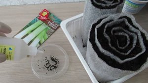 Как буду сеять лук порей в улитку и в чем замачивать семена