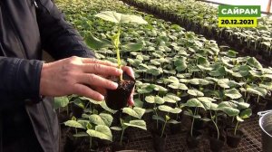 Подготовка и нюансы при высадке рассады огурца