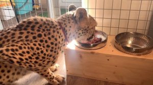 Гепард Герда ждёт свой завтрак!