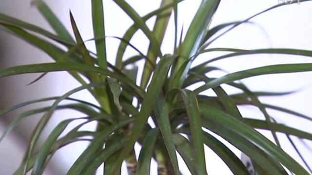 Растения, которые лучше всего очищают воздух в квартире смотреть онлайн