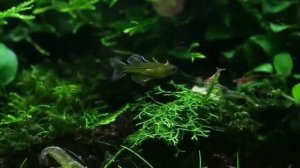 Псевдомугил гертруды (pseudomugil gertrudae)
