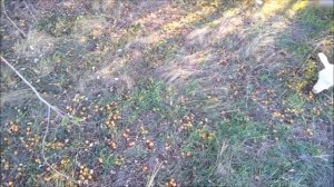 Чем кормить скот без затрат круглый год.