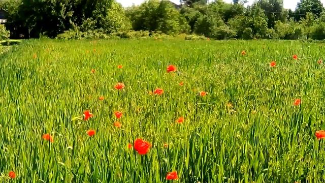 ПШЕНИЦА... МАКИ... ВСЕ ПРЕКРАСНО! смотреть онлайн