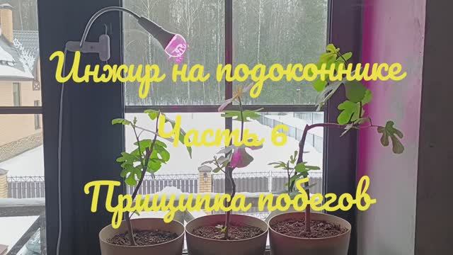 Инжир на подоконнике, часть 6