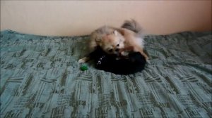 Подробный УХОД за русским той терьером