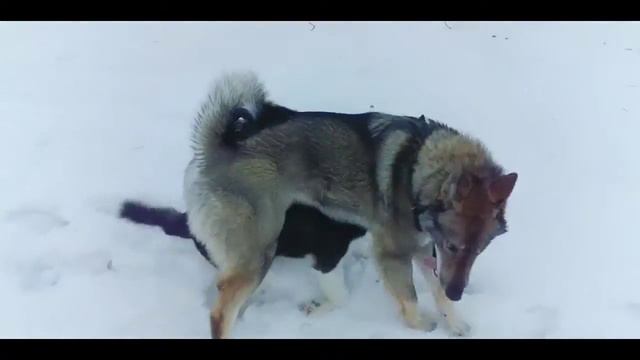 Бойня Эльзы с Волчицай смотреть онлайн