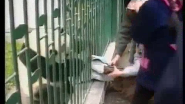 нападение панды