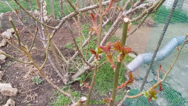 Весенняя Обрезка чайно-гибридных роз в виде" ЗОНТИКА" - обзор цветника соседки 25.03.23 год смотреть онлайн