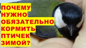 Почему нужно обязательно зимой подкармливать  птичек?