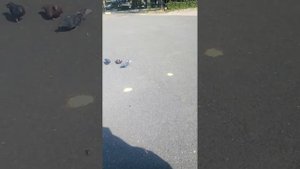 Тупые ли голуби ?