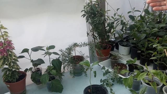 Секрет успешного выращивания Дипладении смотреть онлайн