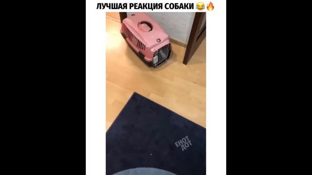 #7 Я РЖАЛ ПОЛЧАСА/ ЛУЧШИЕ ПРИКОЛЫ С ЖИВОТНЫМИ 2021/ СМЕШНЫЕ КОТЫ, СОБАКИ И ДРУГИЕ смотреть онлайн