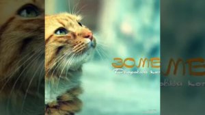 Зомб   Дворовый кот