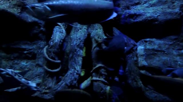 Аквариум Анталия Турция - речные рыбы с мировых рек смотреть онлайн