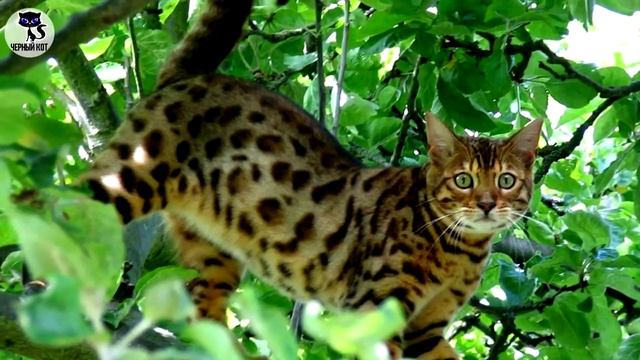 ✔ Бенгальская кошка  –  элитная порода для людей с особыми запросами
