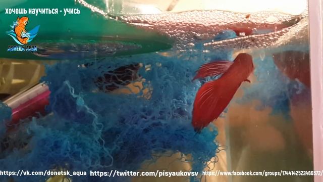 рыбка петушок смотреть онлайн