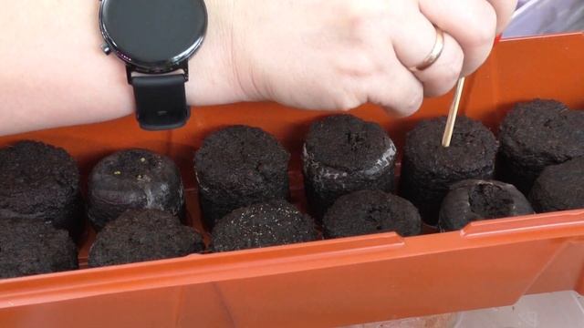 Сею томаты для эксперимента / ТОМАТЫ КАМЕННЫЙ ЦВЕТОК И БАЛКОННОЕ ЧУДО смотреть онлайн