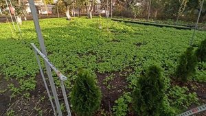 Скорость роста туи "смарагд" за один год на моем огороде.