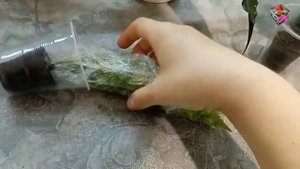 ОБРЕЗКА и РАЗМНОЖЕНИЕ КРОТОНА черенками: как обрезать и укоренить черенок кротона наглядно.