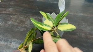 Хойя акута вариегата( Hoya Acuta variegata) нарядная малышка