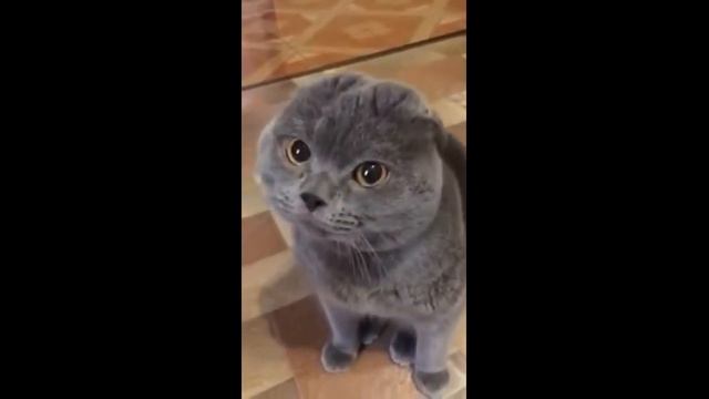 кот-ворчун смотреть онлайн