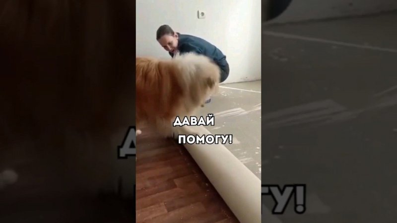 Давай, помогу#животные