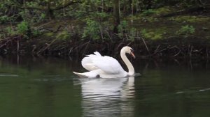 Ducks | River | Nature | Relaxation music | Meditation music | Water | River water