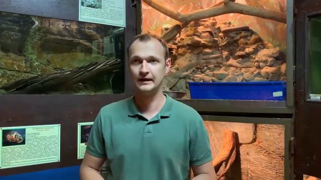 Бразильский розовый птицеед смотреть онлайн