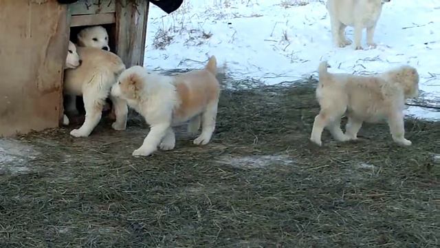 ЩЕНКИ СРЕДНЕАЗИАТСКОЙ ОВЧАРКИ 2.5 МЕСЯЦА . ПРОДАЖА смотреть онлайн